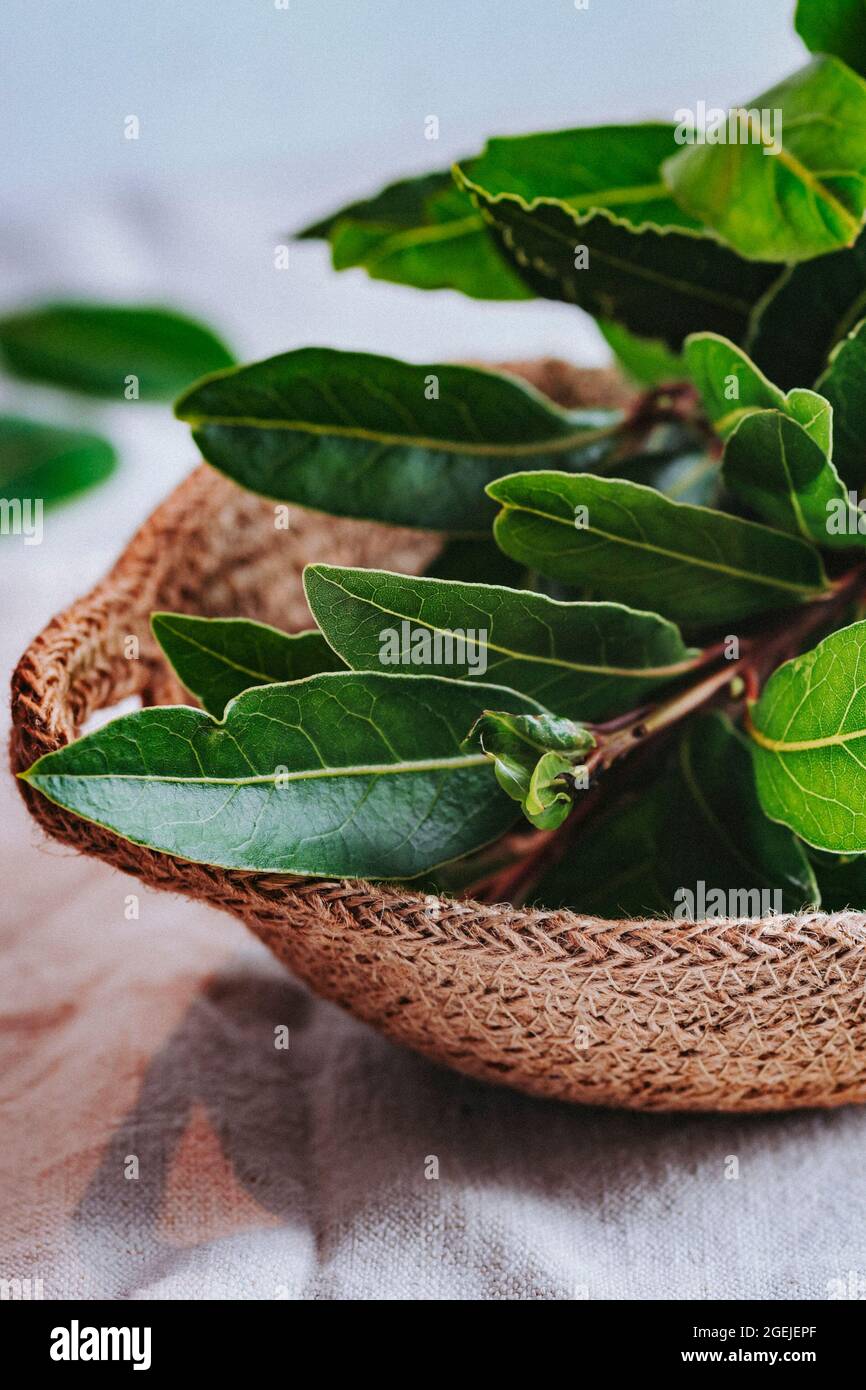 Bunch of Bay Leaves / Isolated / Bay Leaf / Herb / Medicinal Plant Stock Photo