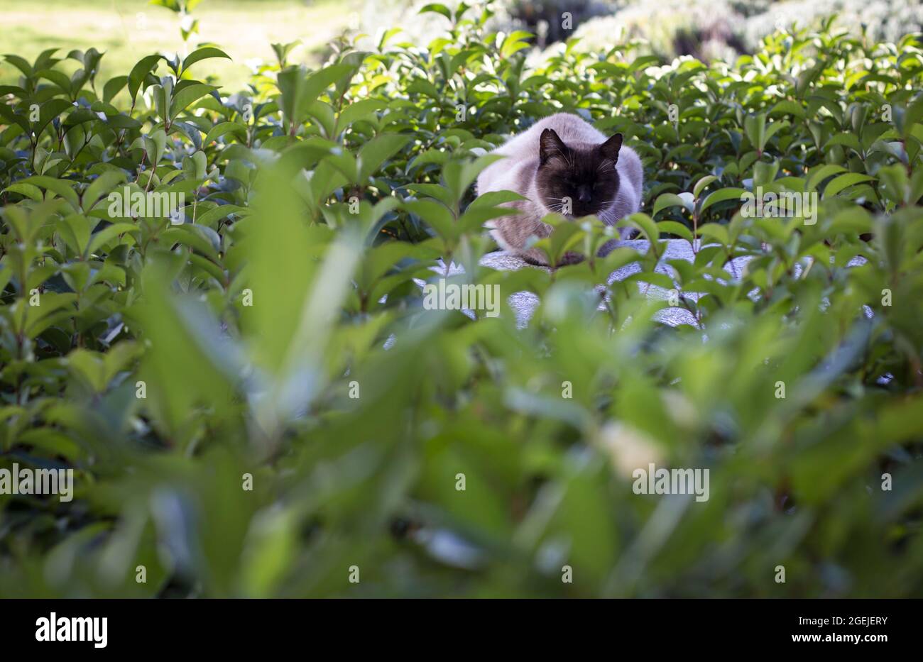 Cute Siamese cat in the grass Stock Photo - Alamy