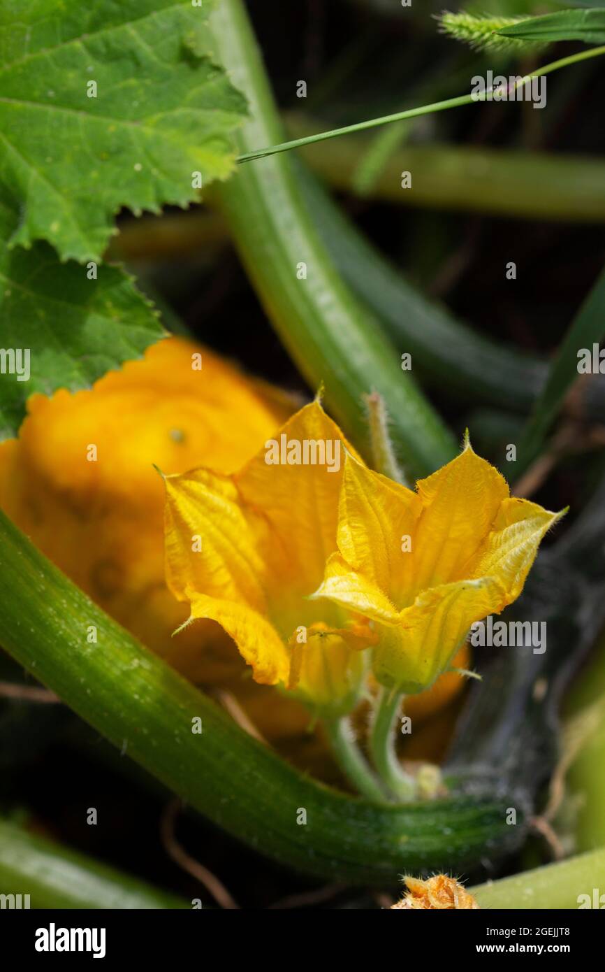 Flowers and fruits of squash in the garden. Summer garden. Stock Photo