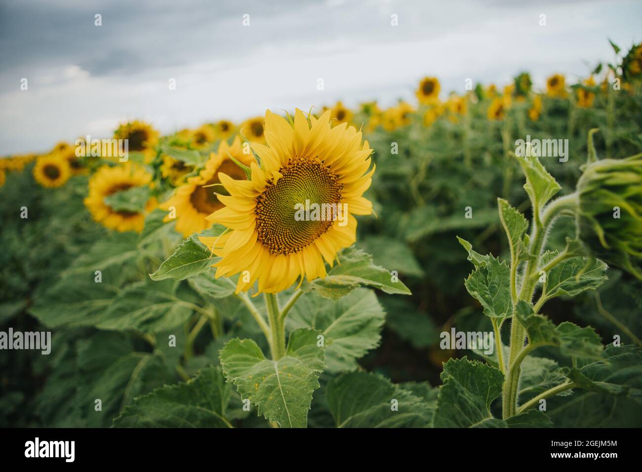 Wonderful view of sunflowers in a field Stock Photo - Alamy