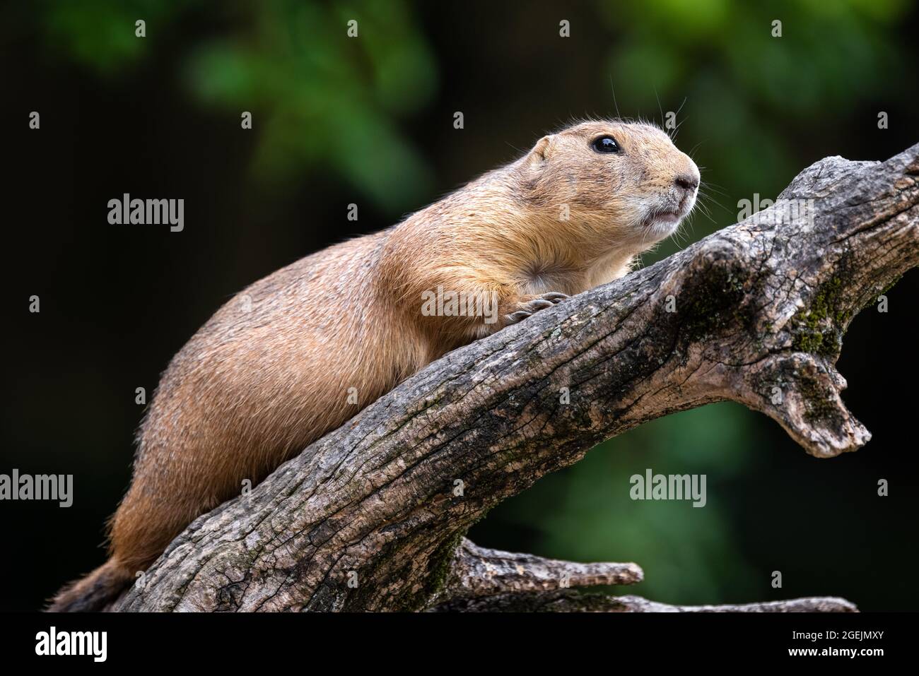 Close up of a prairie dog standing on a wooden branch against a dark bokeh background Stock Photo