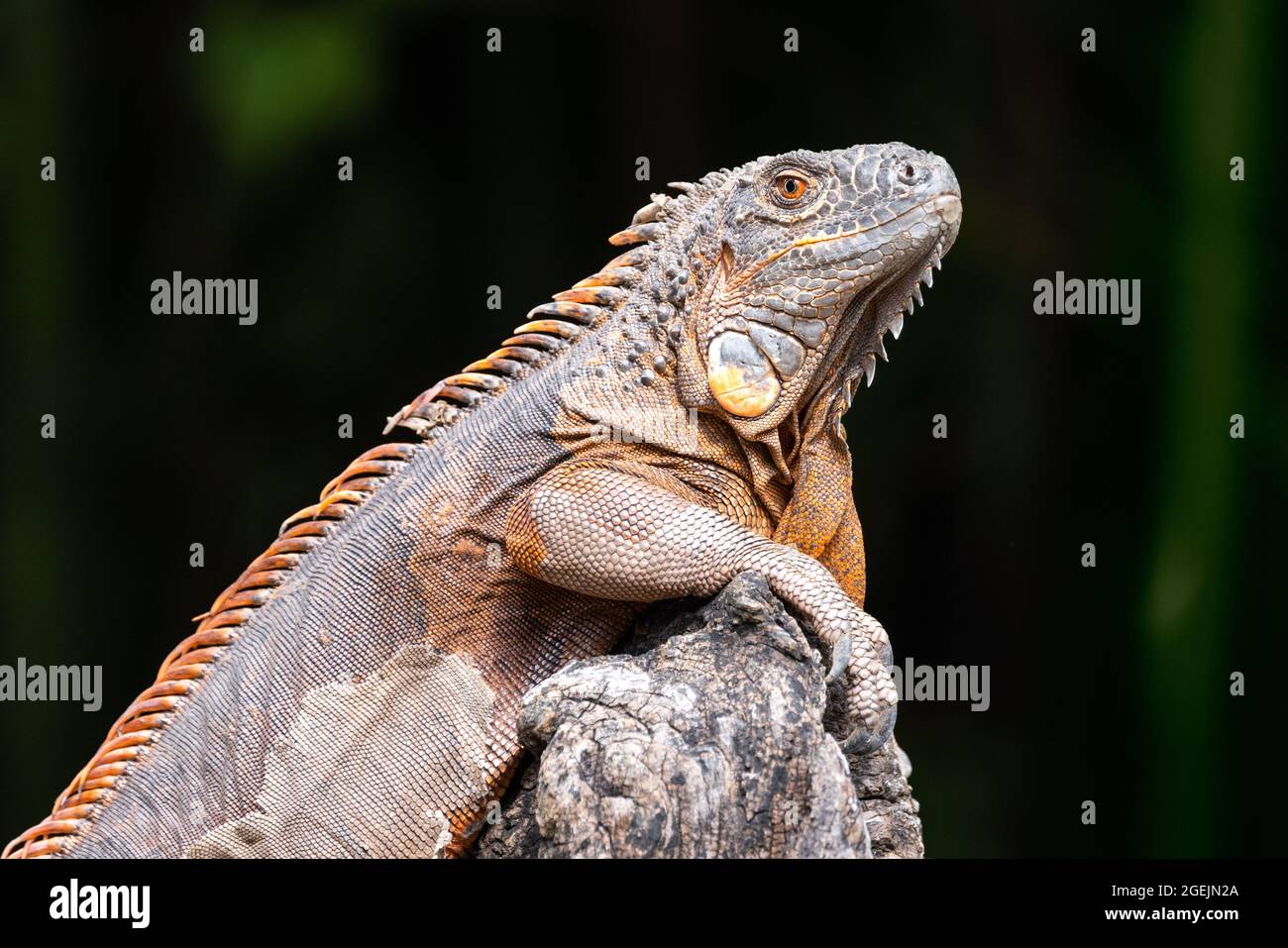 Profile close up portrait of a green iguana with orange hide standing on a rock Stock Photo