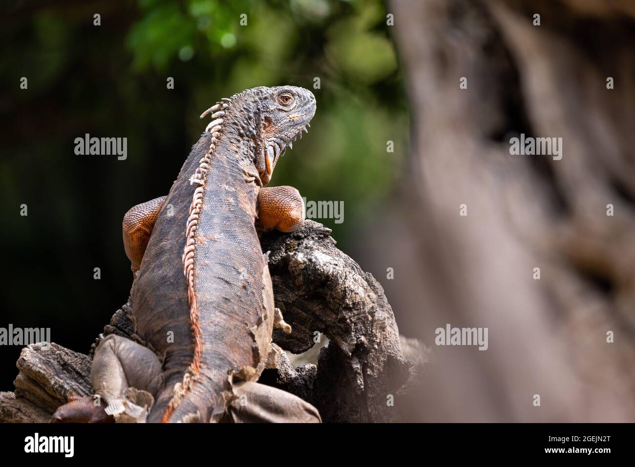 Close up portrait of a green iguana with orange hide climbing on a tree trunk, against a green bokeh background Stock Photo