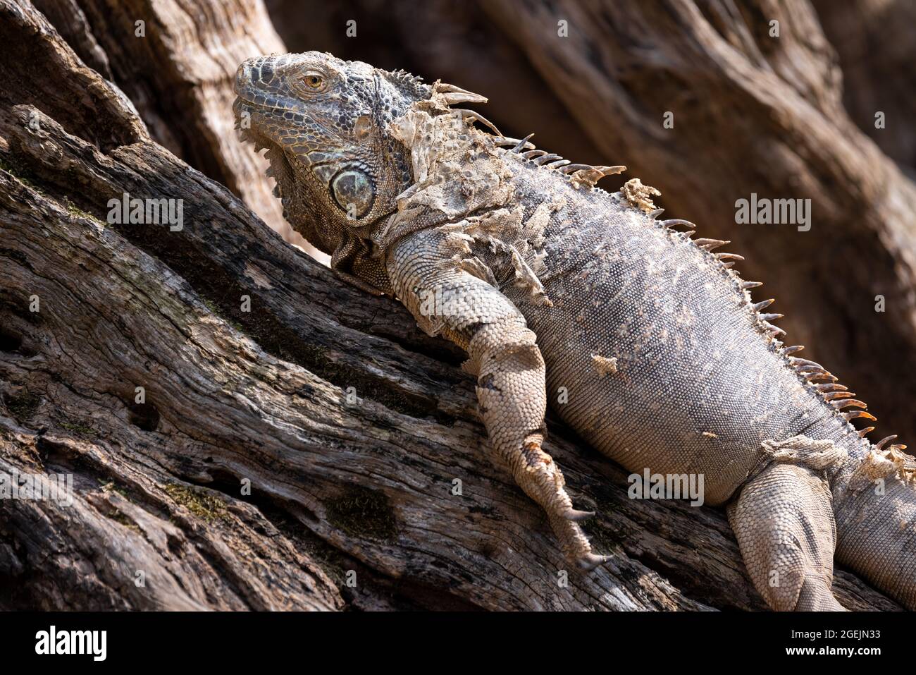 Close up profile portait of a green iguana lying on a tree branch and shedding its skin Stock Photo