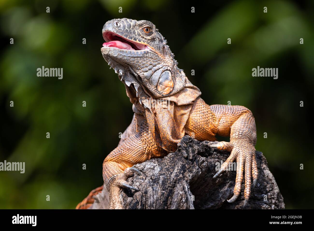 Front close up portrait of a green iguana with orange skin and its mouth open climbing on a tree trunk Stock Photo