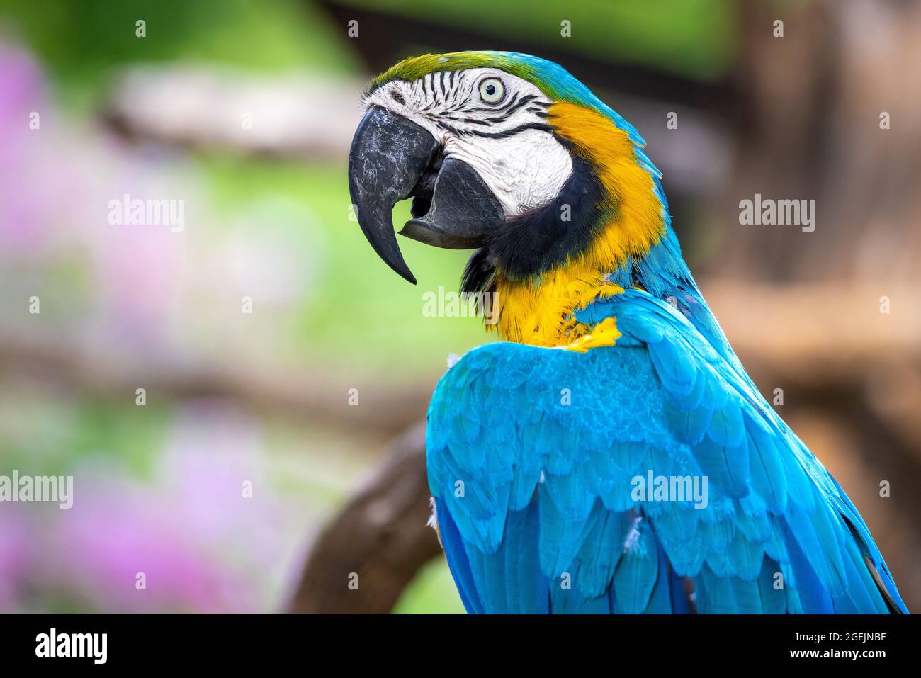 Close up profile portrait of a colorful blue and yellow macaw parrot, against a bokeh background Stock Photo