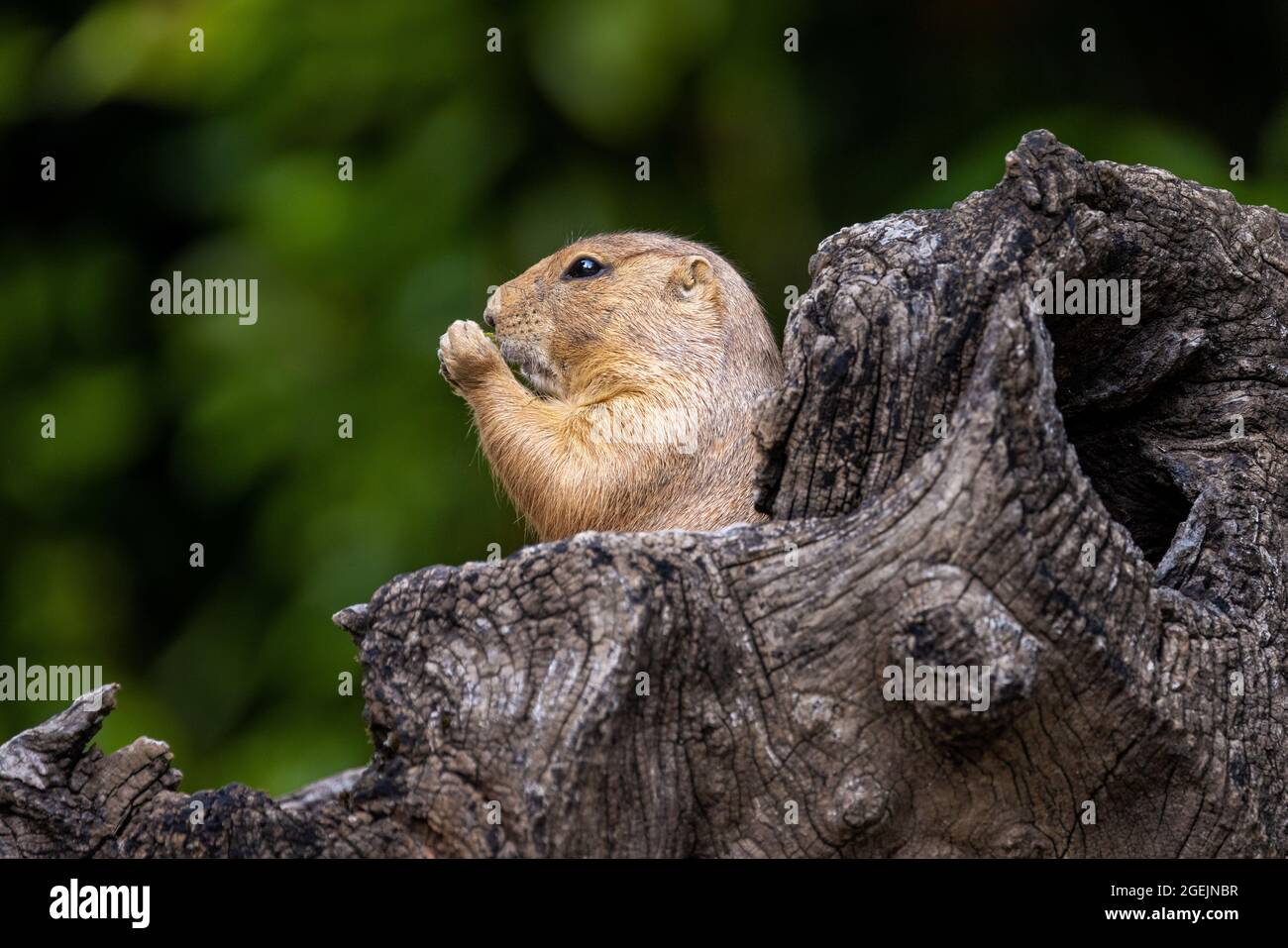 Close up profile portrait of a prairie dog, partially hidden by a dead tree trunk, eating a morsel, against a green bokeh background Stock Photo