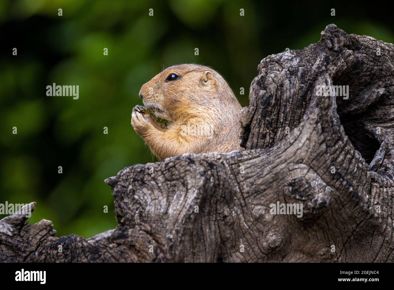 Close up profile portrait of a prairie dog, partially hidden by a dead tree trunk, eating a morsel, against a green bokeh background Stock Photo