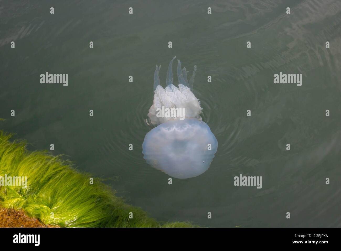 Black Sea jellyfish kornerot swims in the sea Stock Photo