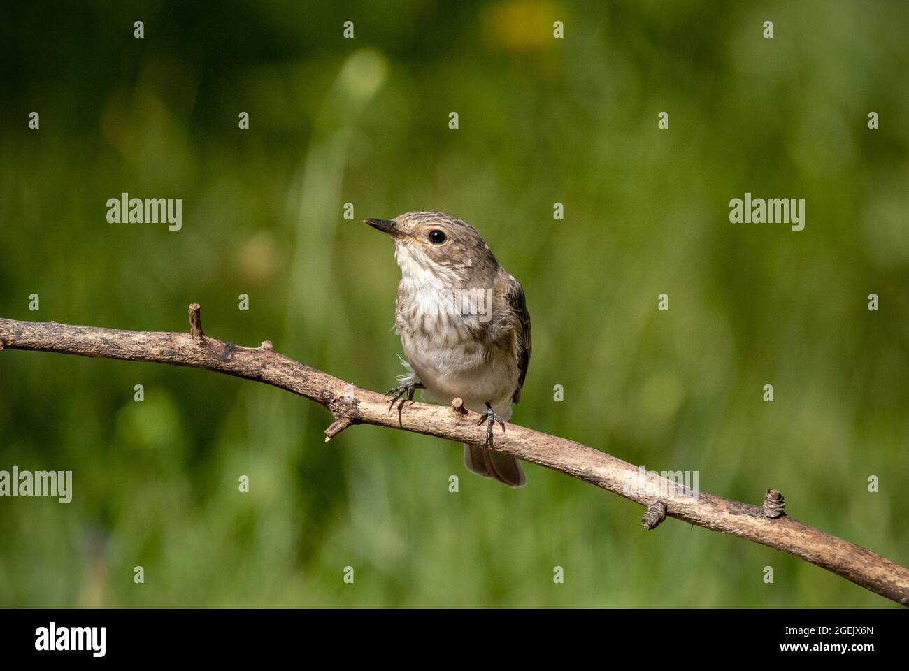 Bird Spotted flycatcher sits on a branch close-up. Stock Photo