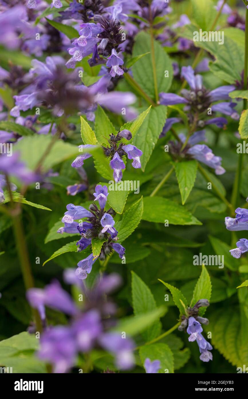 Pretty Nepeta Subsessilis Washfield in full flower, glorious natural plant portrait Stock Photo
