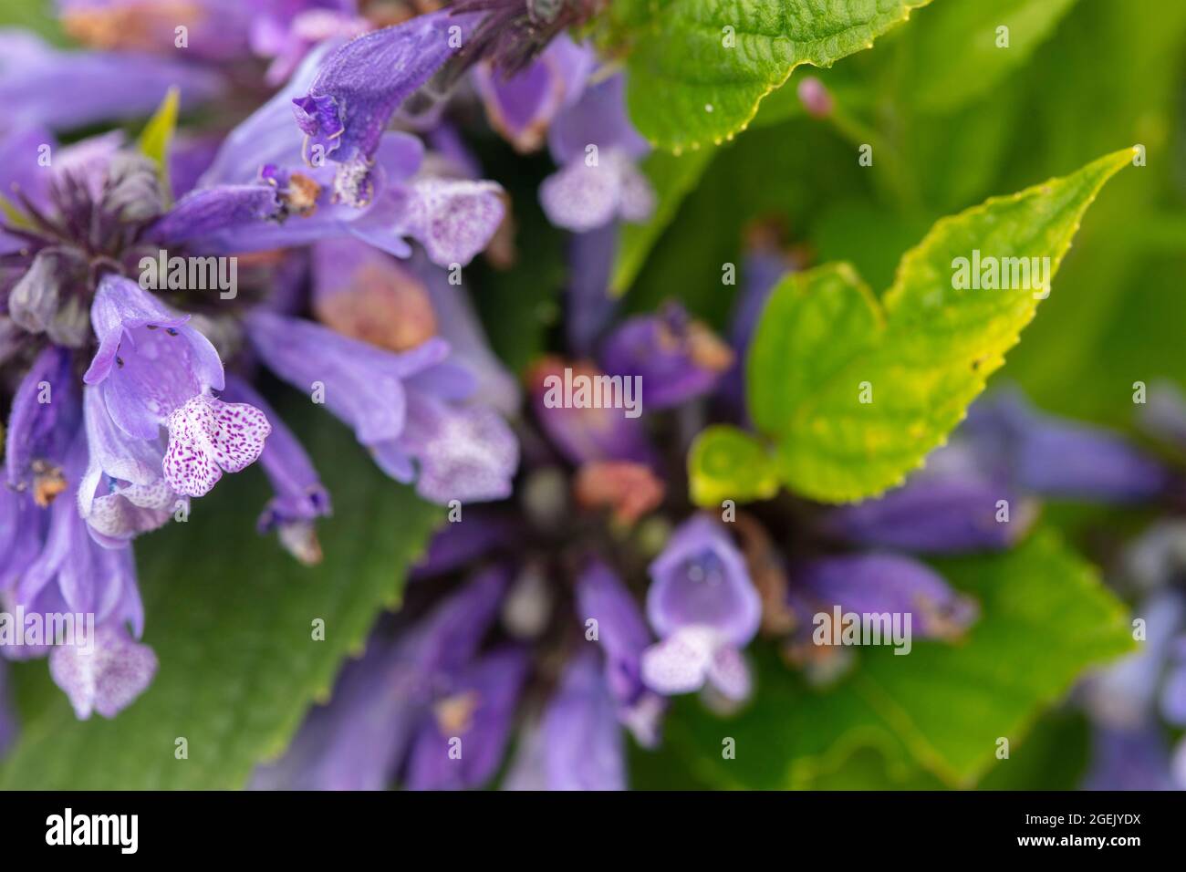 Pretty Nepeta Subsessilis Washfield in full flower, glorious natural plant portrait Stock Photo