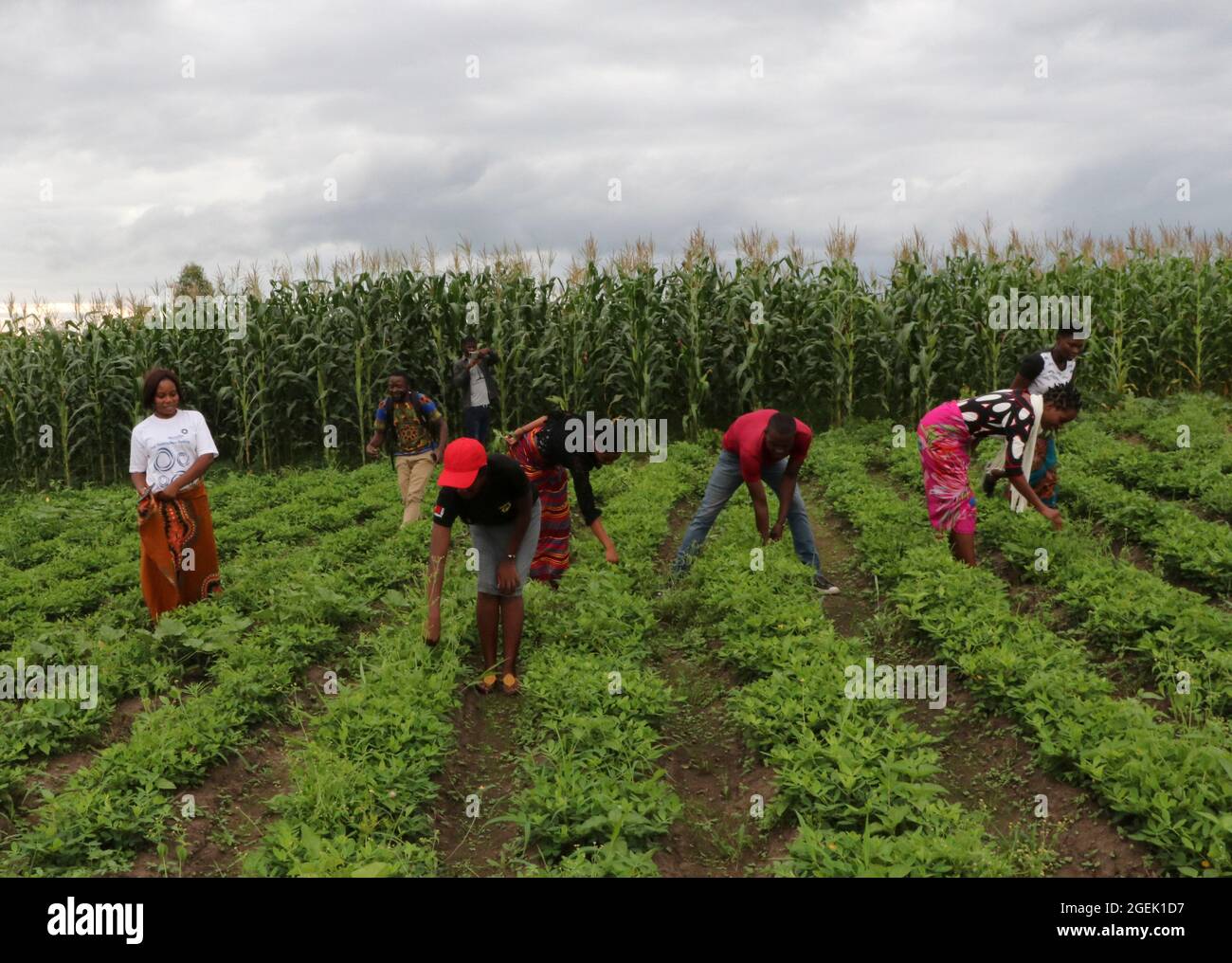 Young people are seen working removing weeds in a groundnut field. Mchinji, Malawi. Stock Photo