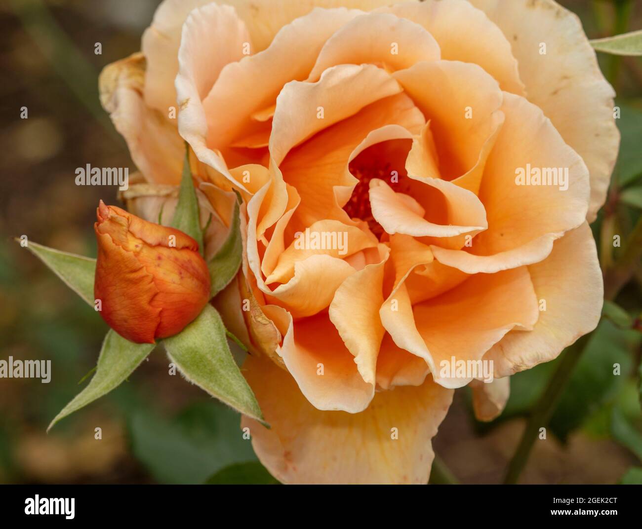 Just joey roses hires stock photography and images Alamy