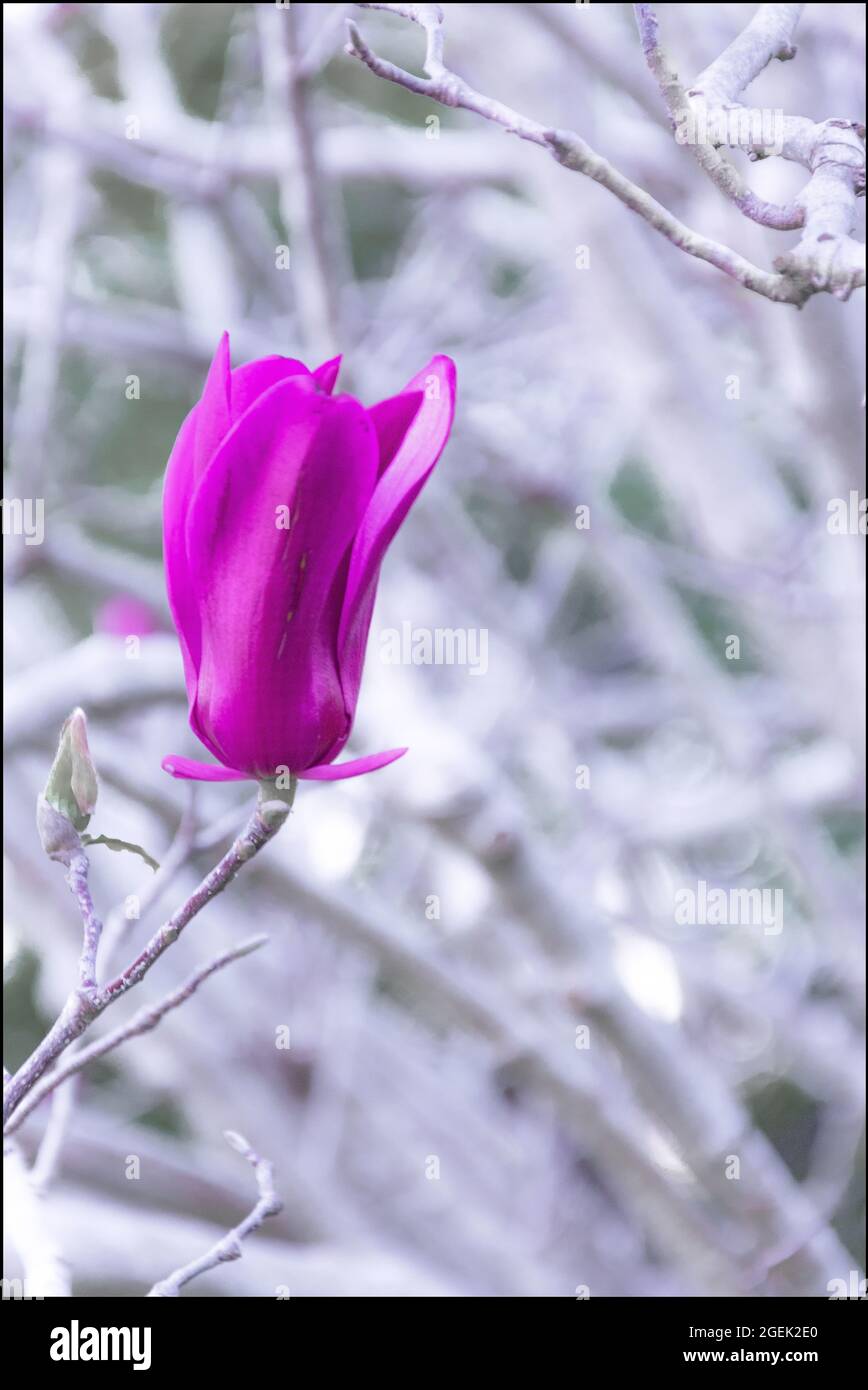 Vertical shot of a purple Spring sowbread flower on a blurred ...