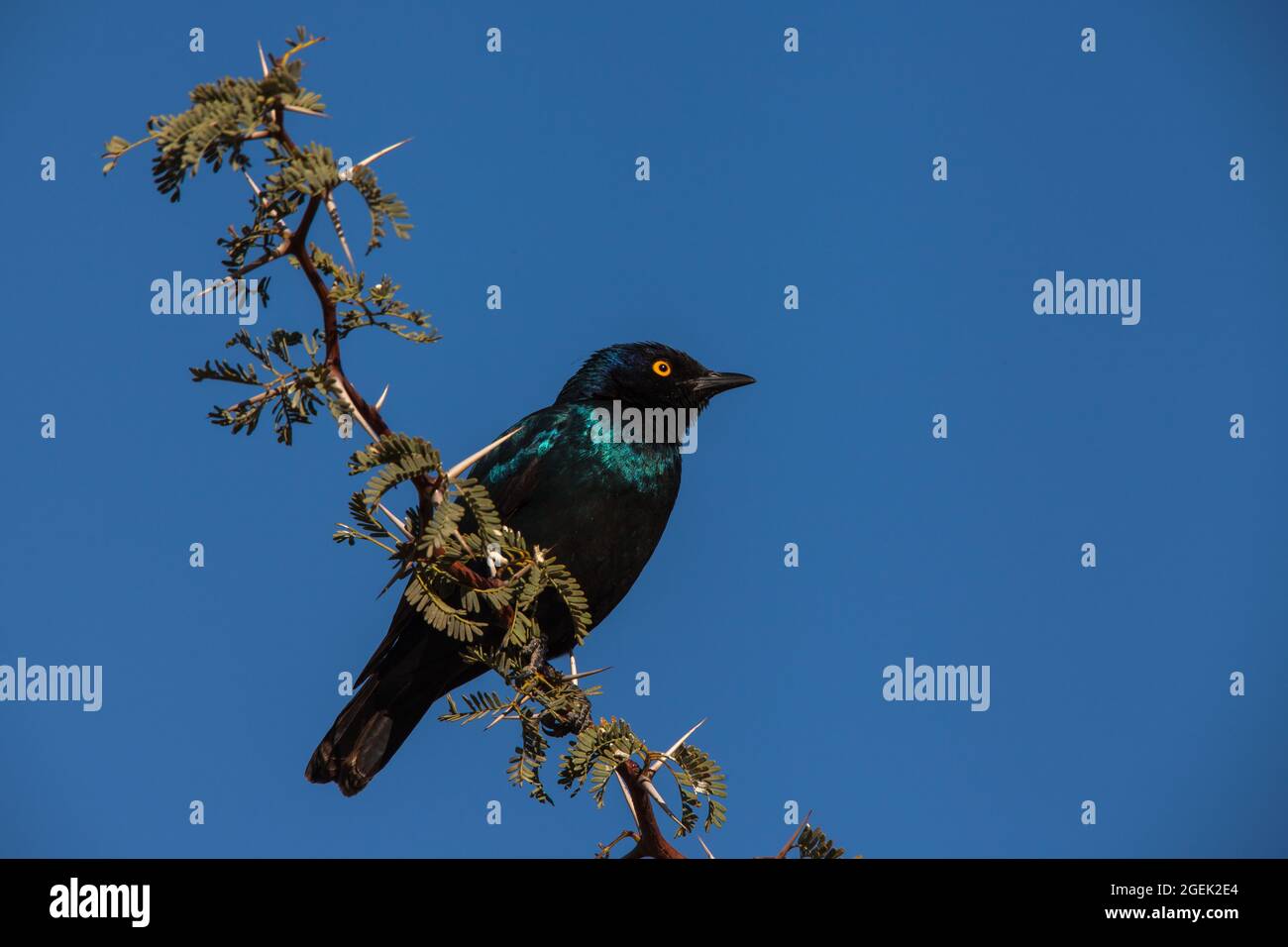 Cape Glossy Starling Lamprotornis nitens 4834 Stock Photo