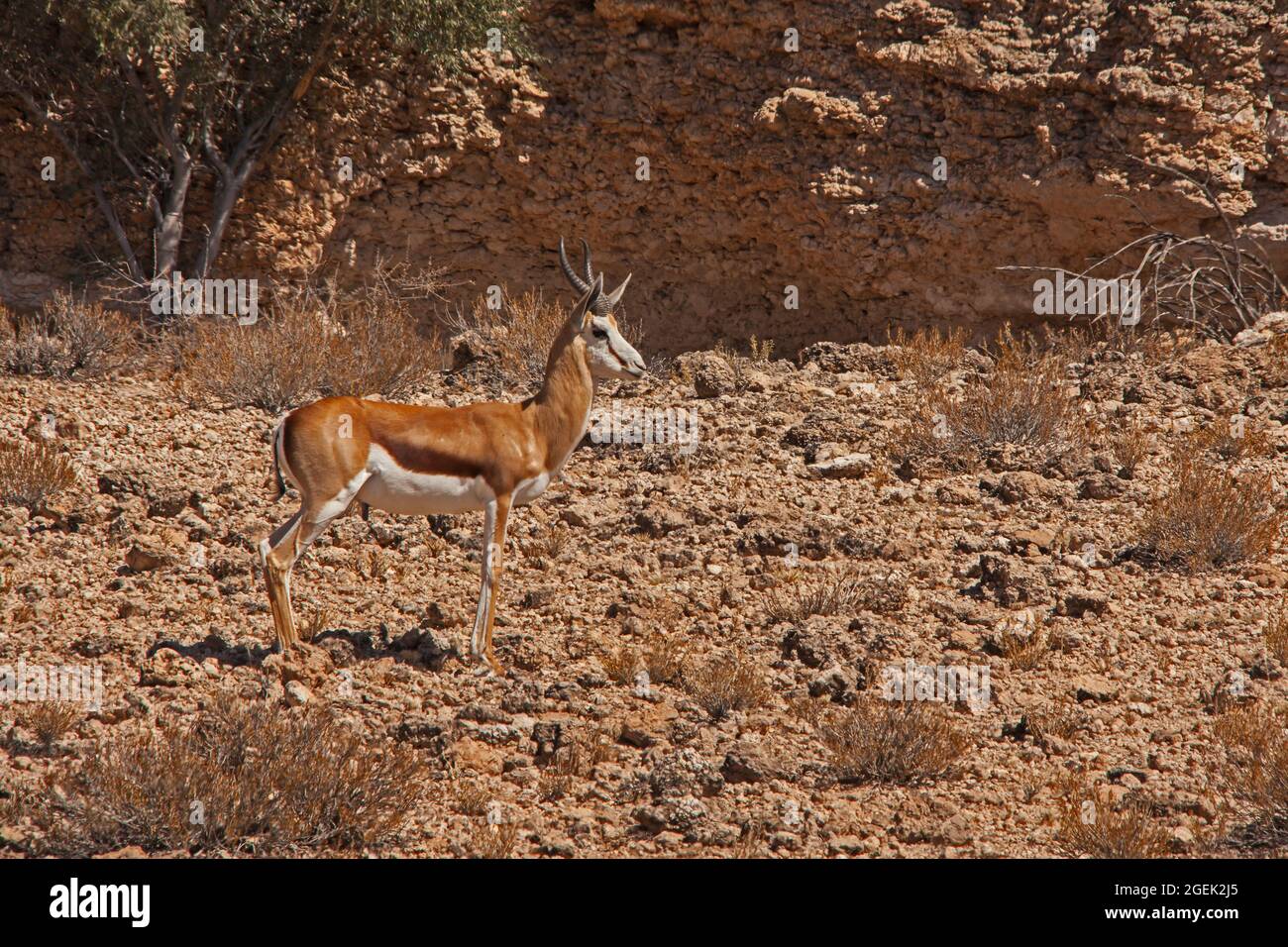 Springbok Antidorcas marsupialis 4780 Stock Photo