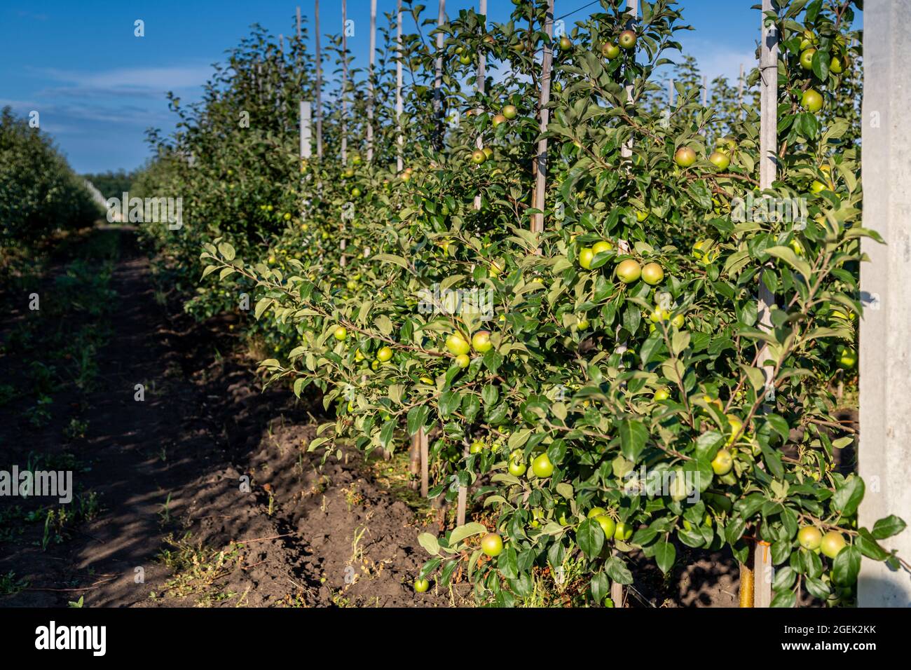 Apple tree seedlings in the nursery on drip irrigation Stock Photo Alamy