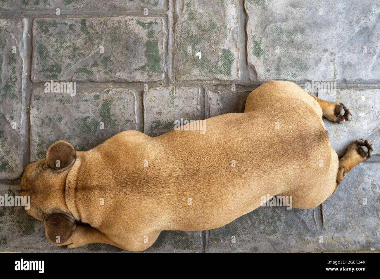 Top view of a brown dog lying outdoor on the ground Stock Photo - Alamy