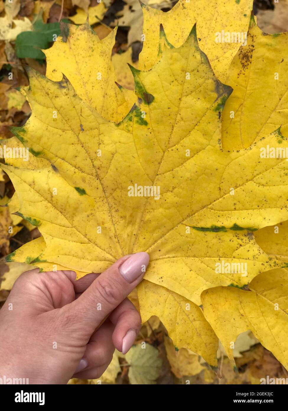 Yellow maple leaves in the hands of a woman. Close-up shot Stock Photo ...