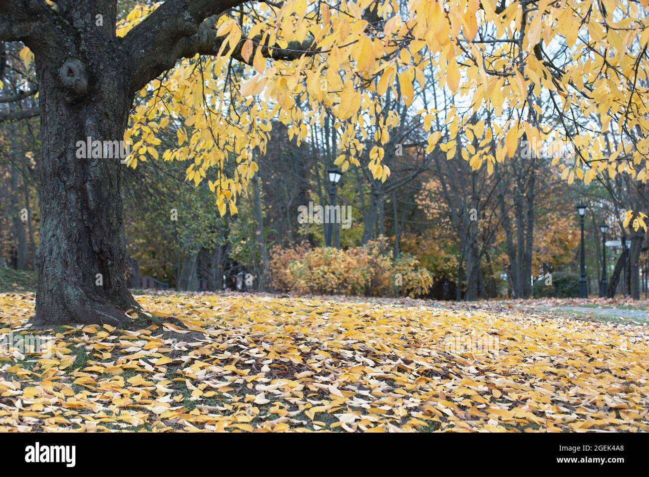 Autumn trees with yellow leaves in the city park. Autumn landscape ...
