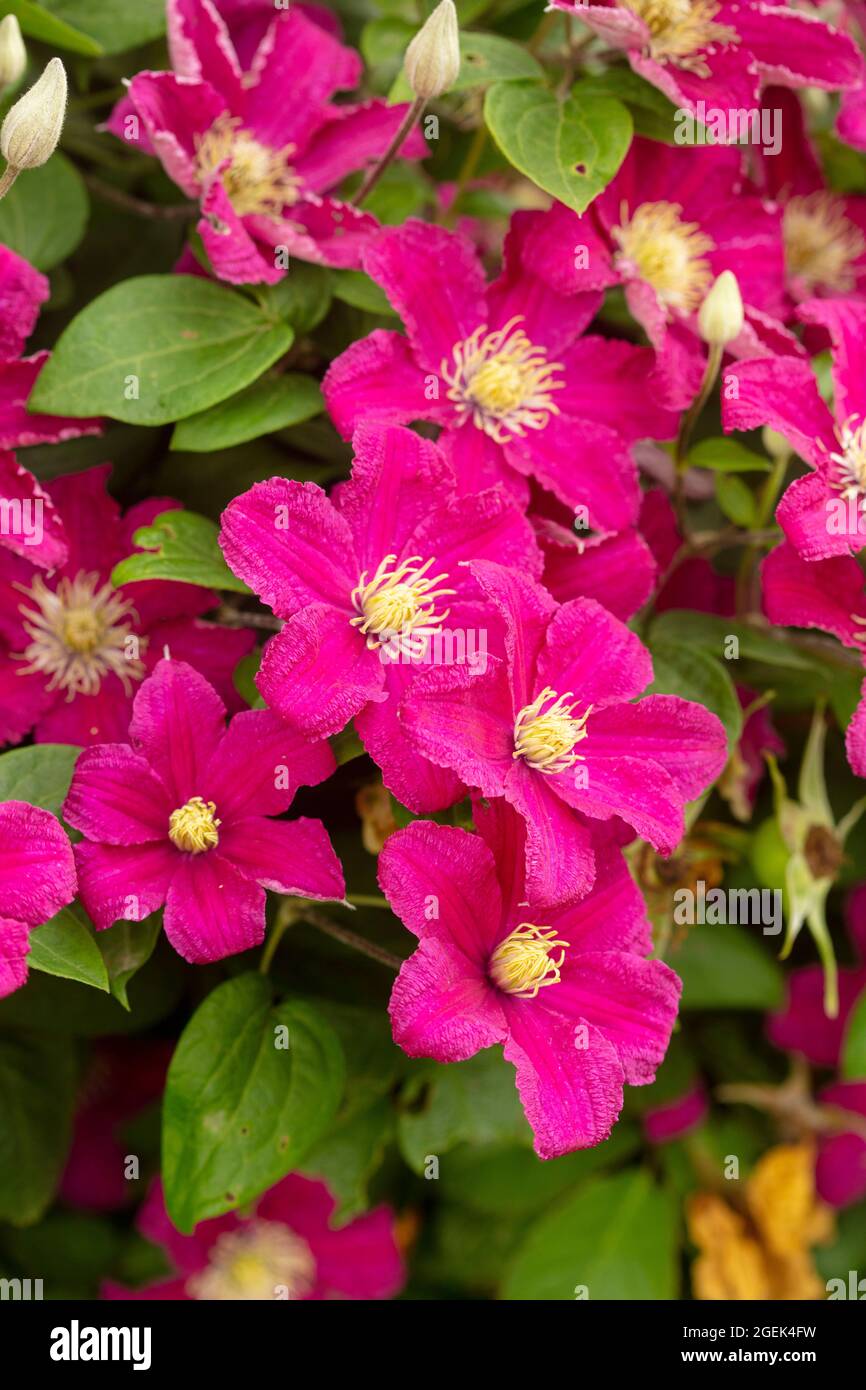 Beautiful Clematis - Barbara Harrington flowers in close-up and good light  Stock Photo - Alamy