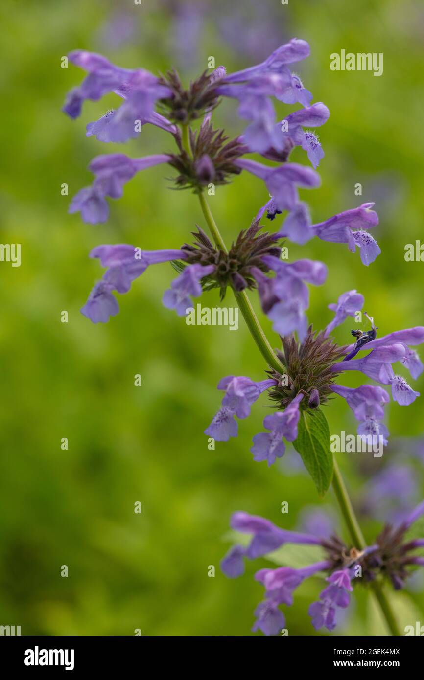 Fragrant Nepeta sibirica, Siberian catmint flowering in close-up Stock Photo