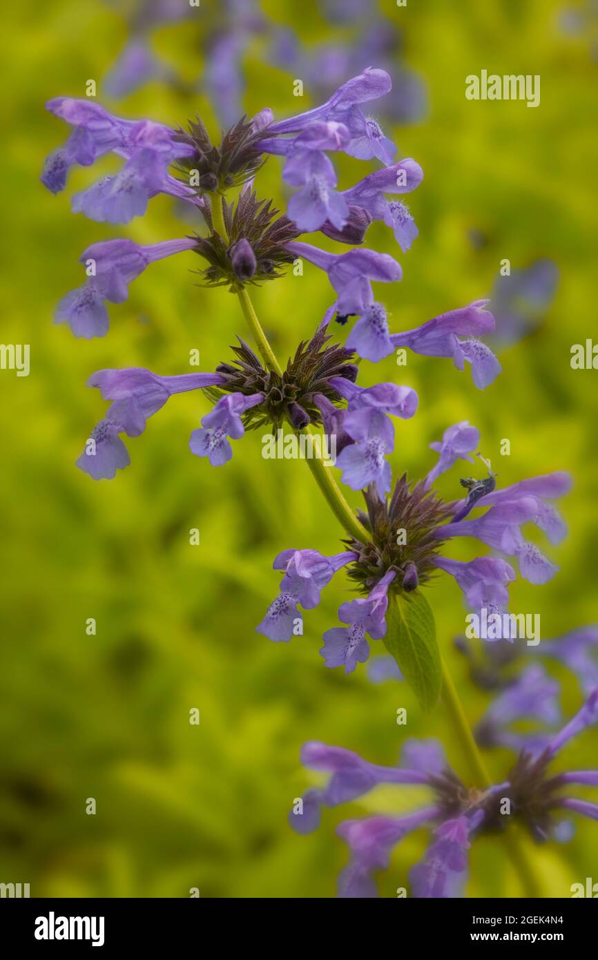 Fragrant Nepeta sibirica, Siberian catmint flowering in close-up Stock Photo