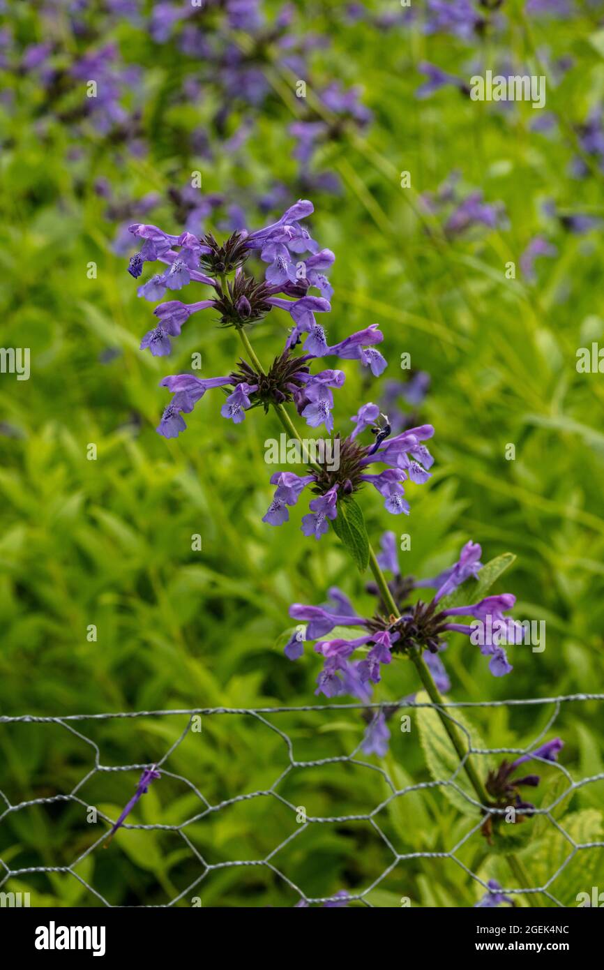 Fragrant Nepeta sibirica, Siberian catmint flowering in close-up Stock Photo