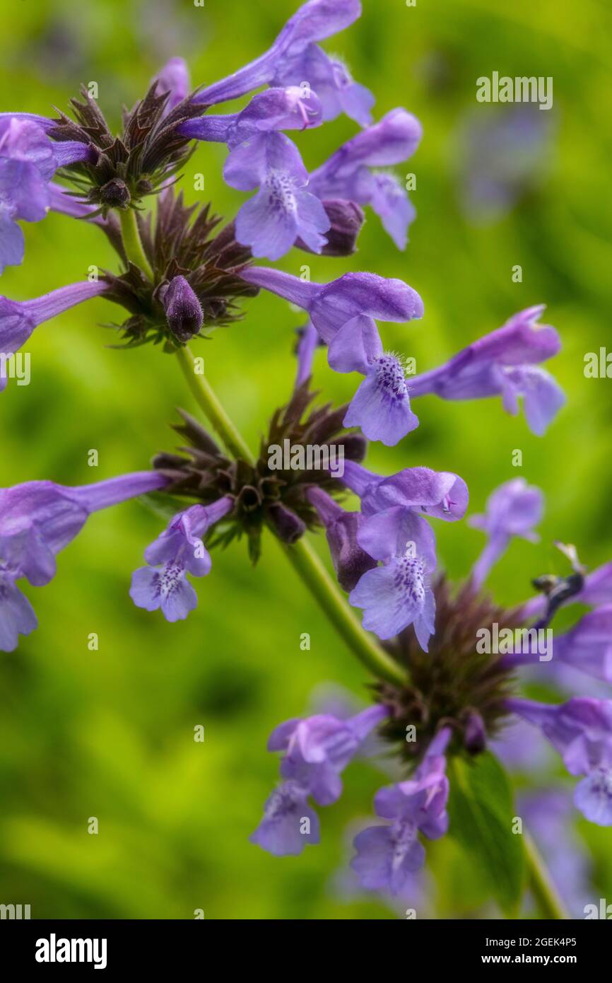 Fragrant Nepeta sibirica, Siberian catmint flowering in close-up Stock Photo