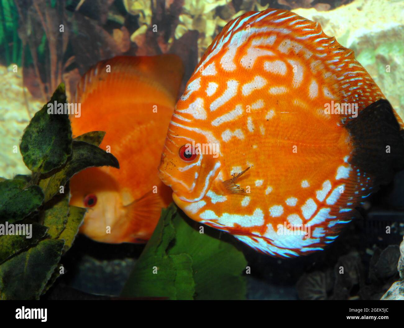 Two orange Discus swim in an aquarium.  Image shows closeup. Stock Photo