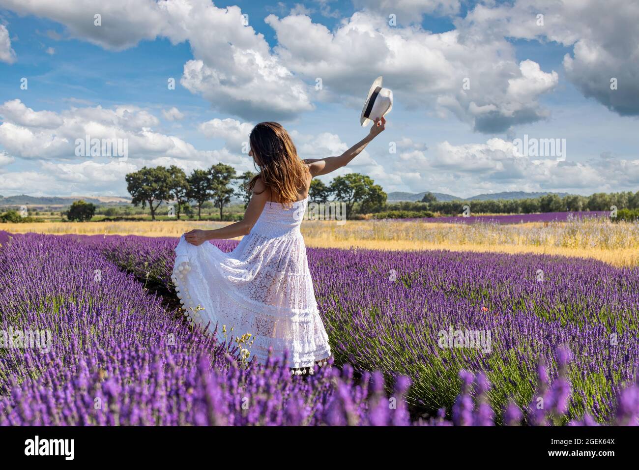 Young woman seen from behind plays with her long white dress in the middle of a blooming lavender field. Beautiful contrasts of purple, yellow, blue a Stock Photo