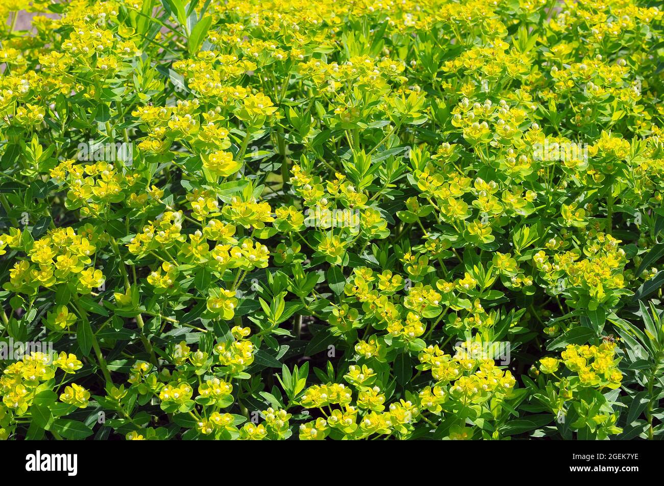 spurge, Wolfsmilch, Euphorbia valdevillosocarpa, kutyatej, Europe Stock Photo