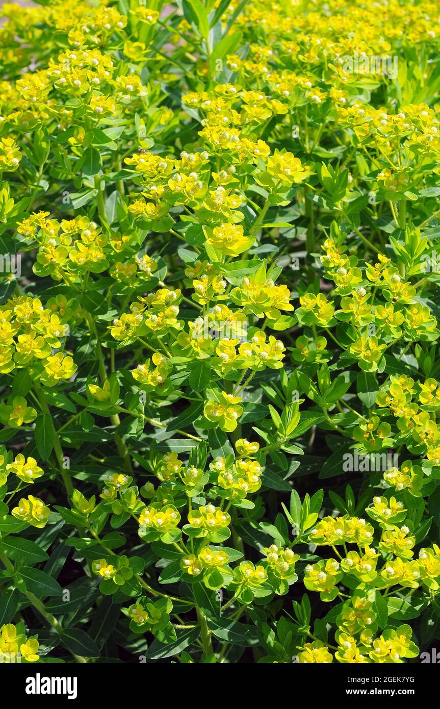 spurge, Wolfsmilch, Euphorbia valdevillosocarpa, kutyatej, Europe Stock Photo