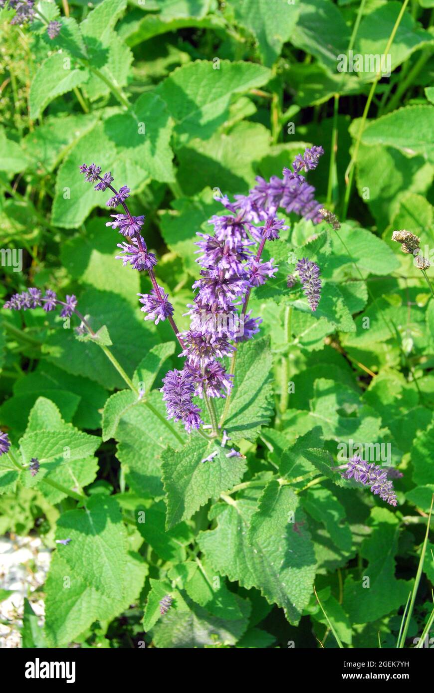 lilac sage, whorled clary, Quirlblütiger Salbei, Salvia verticillata, lózsálya, Hungary, Magyarország, Europe Stock Photo