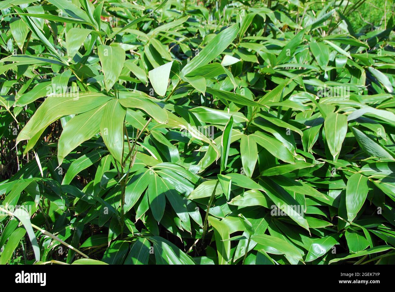 broadleaf bamboo or broad-leaved bamboo, Sasa palmata, legyező törpebambusz Stock Photo