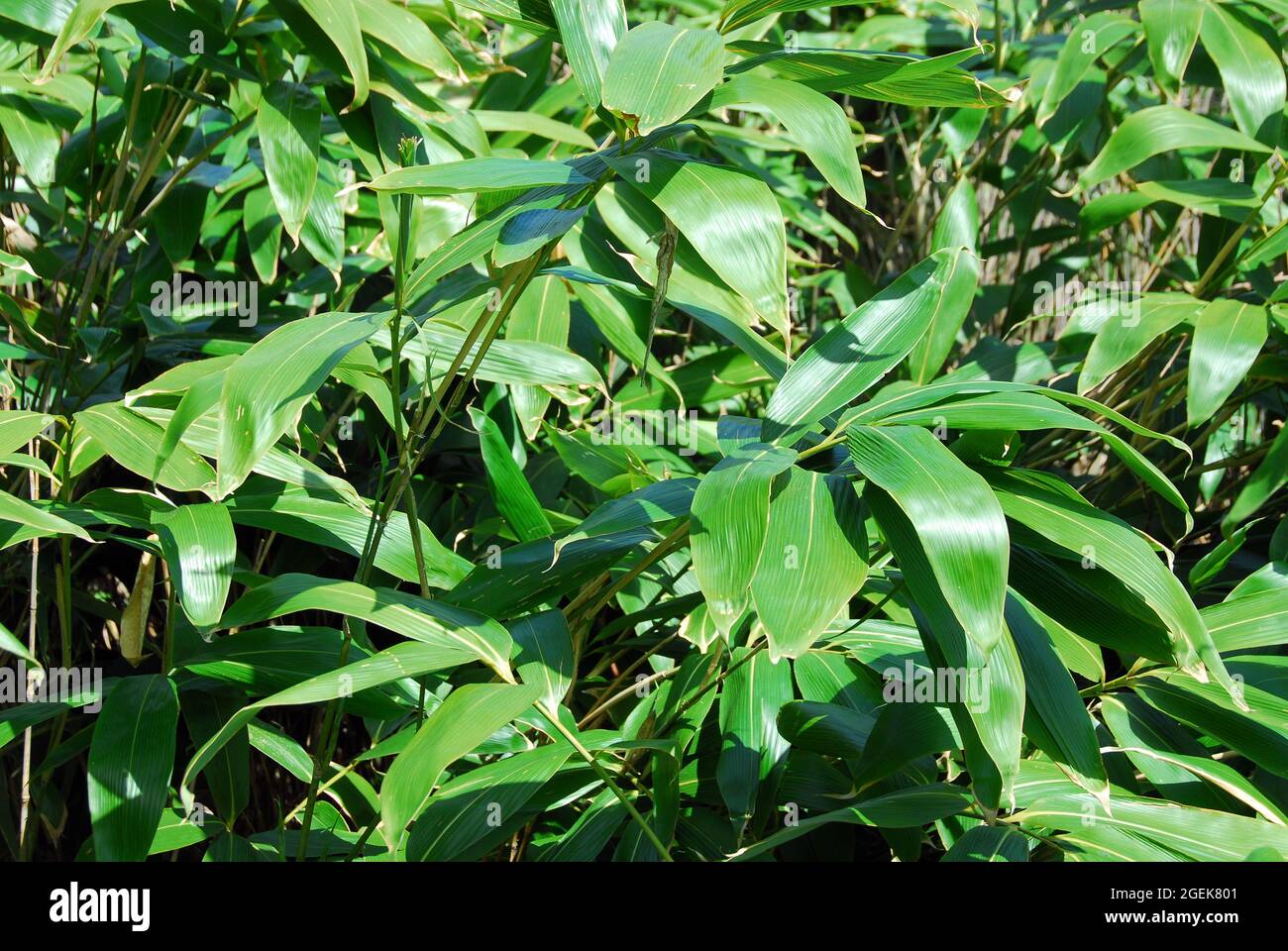 broadleaf bamboo or broad-leaved bamboo, Sasa palmata, legyező törpebambusz Stock Photo