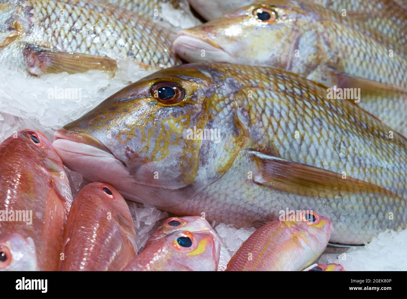 Al Mina Fish Market in Abu Dhabi, UAE, Fresh fish on ice Stock Photo