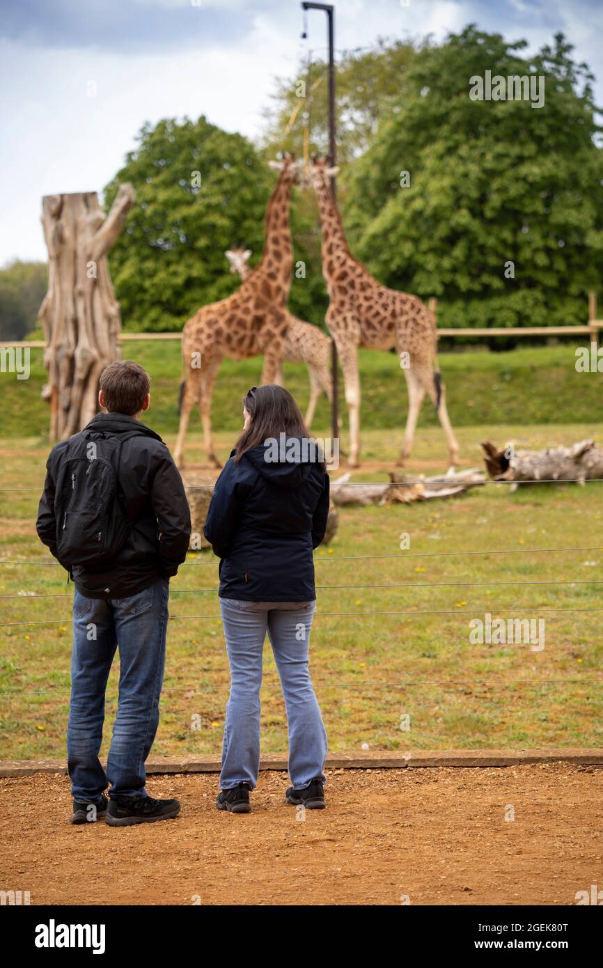UK, England, Oxfordshire, Burford, Bradwell Grove, Cotswold Wildlife Park, visitors at Giraffe enclosure Stock Photo