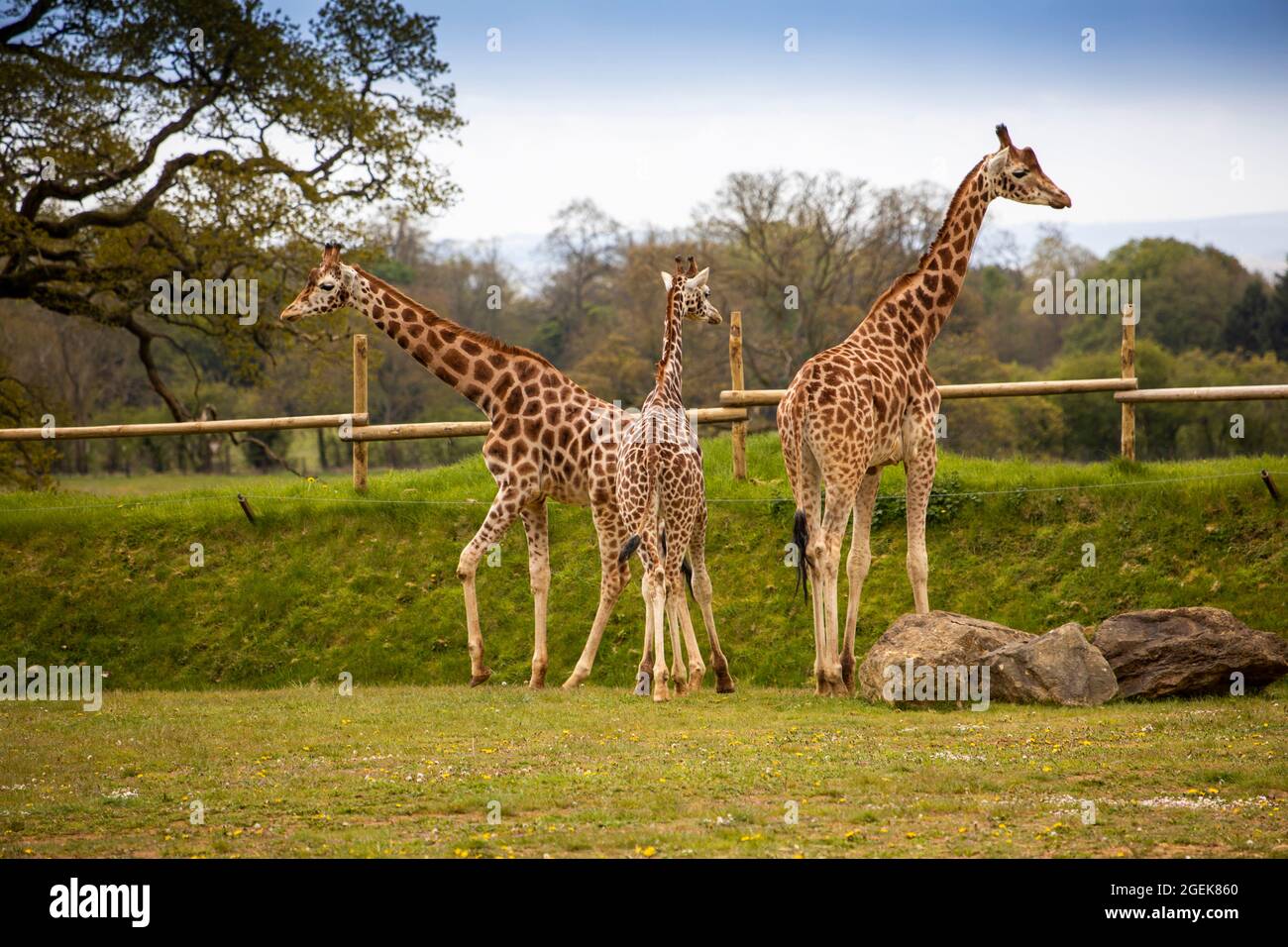 UK, England, Oxfordshire, Burford, Bradwell Grove, Cotswold Wildlife Park, Giraffe enclosure Stock Photo