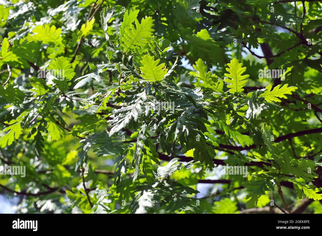 Hungarian oak or Italian oak, Ungarische Eiche, Quercus