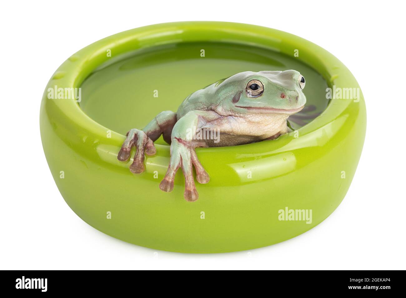 The Australian green tree frog in bowl with water isolated on white background with clipping path and full depth of field Stock Photo
