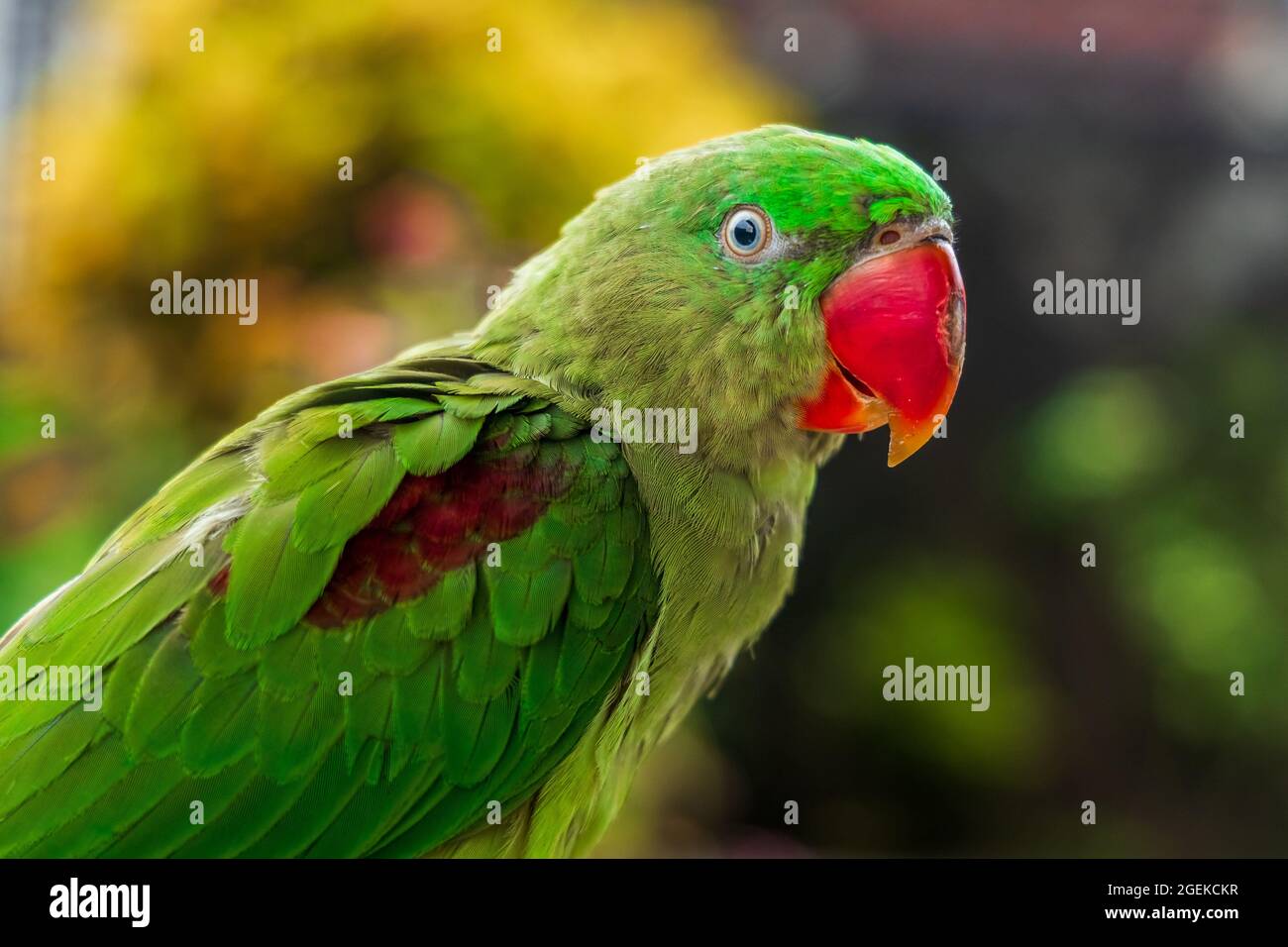 Closeup of a 4 month old Alexandrine Parakeet parrot. Stock Photo