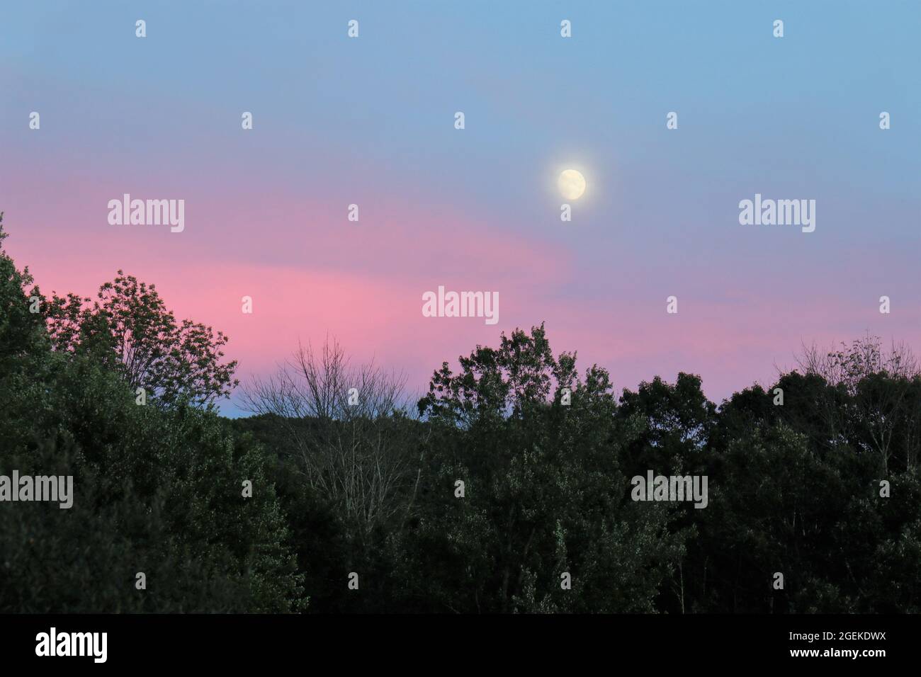waxing gibbous August moon rising above dark trees and pink glowing clouds in a hazy sky Stock Photo