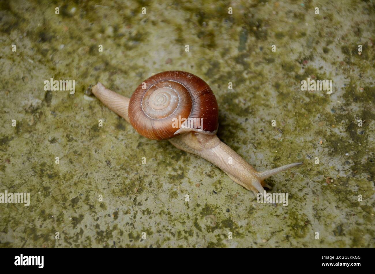 Close-up shot of a small brown snail on a brown surface Stock Photo