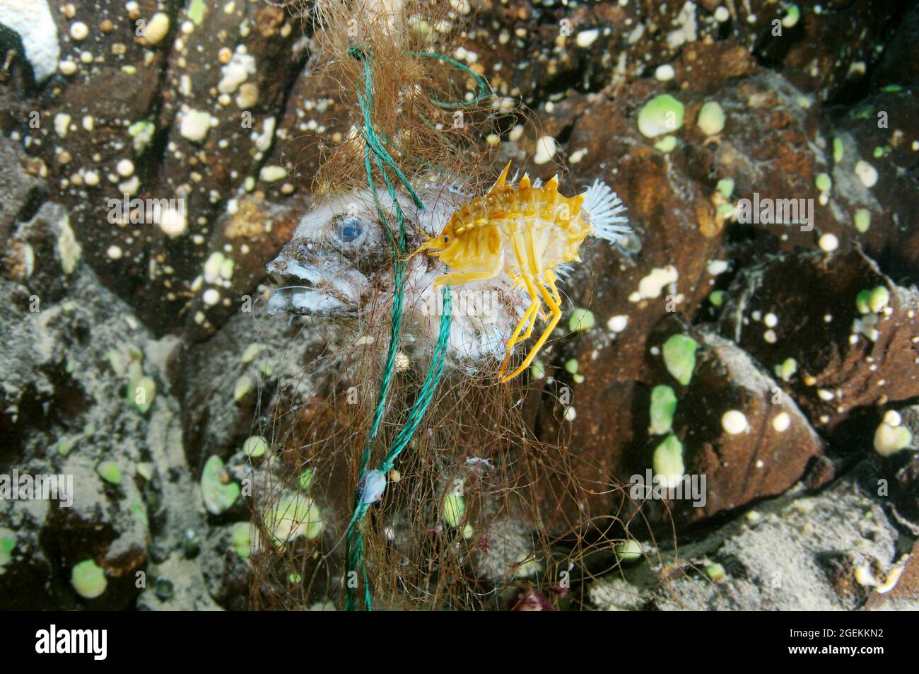 Dead Bighead sculpin hanging from lost fishing line on a Baikal lake.  Problem of ghost gear - any fishing gear that has been abandoned Stock  Photo - Alamy