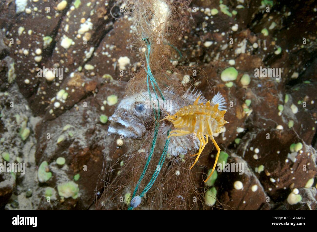 Dead Bighead sculpin hanging from lost fishing line on a Baikal lake.  Problem of ghost gear - any fishing gear that has been abandoned Stock Photo