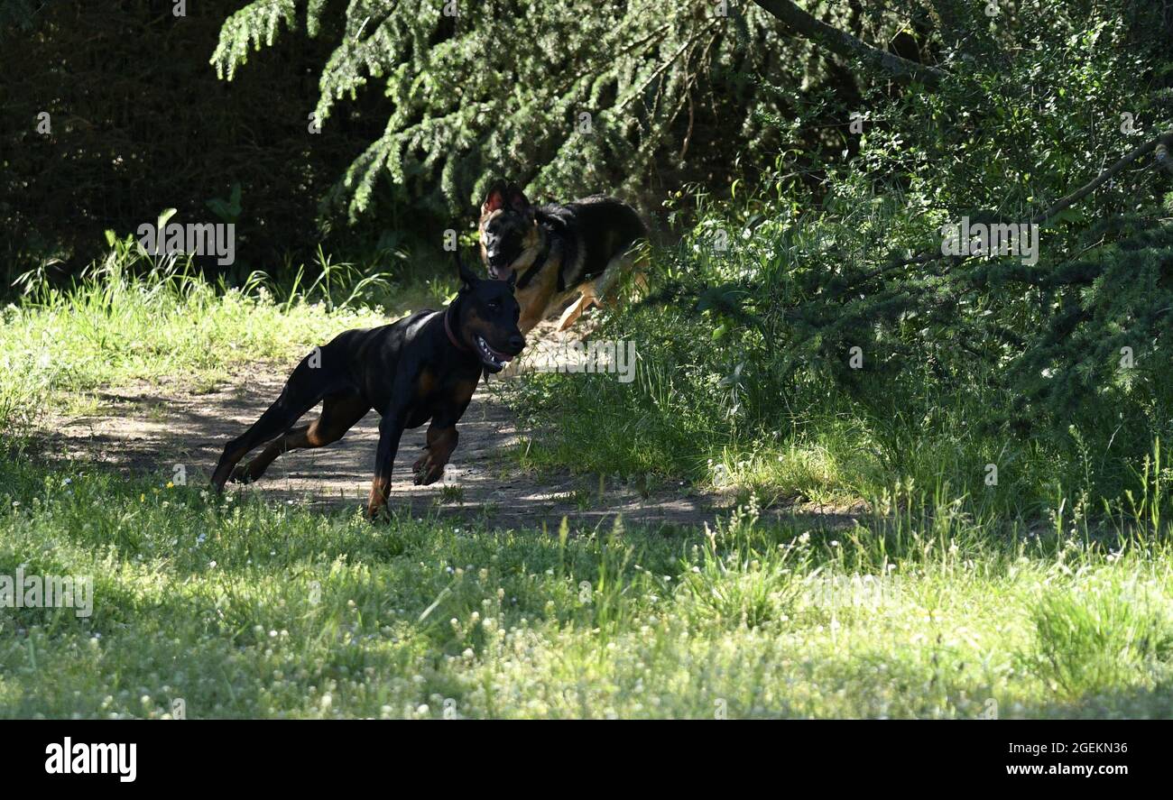 Dobermann and German Shepherd running in the forest Stock Photo