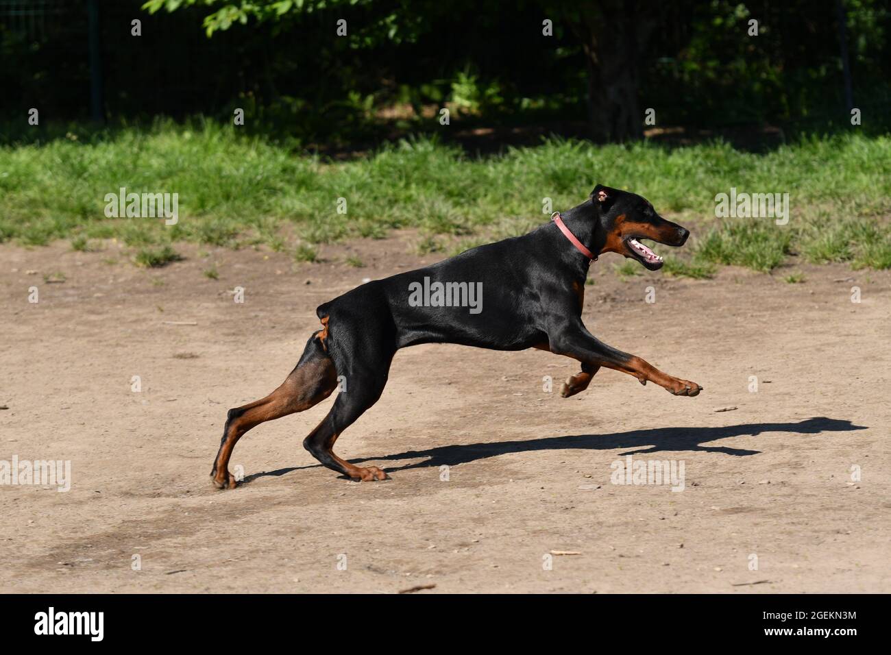 Dobermann running in the park on a sunny day Stock Photo