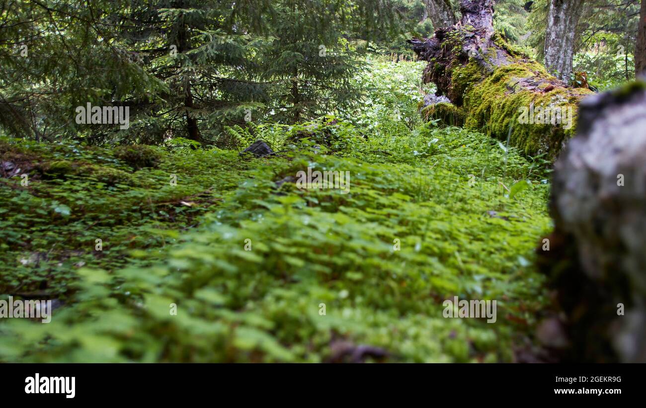 A log in the forest bed Stock Photo